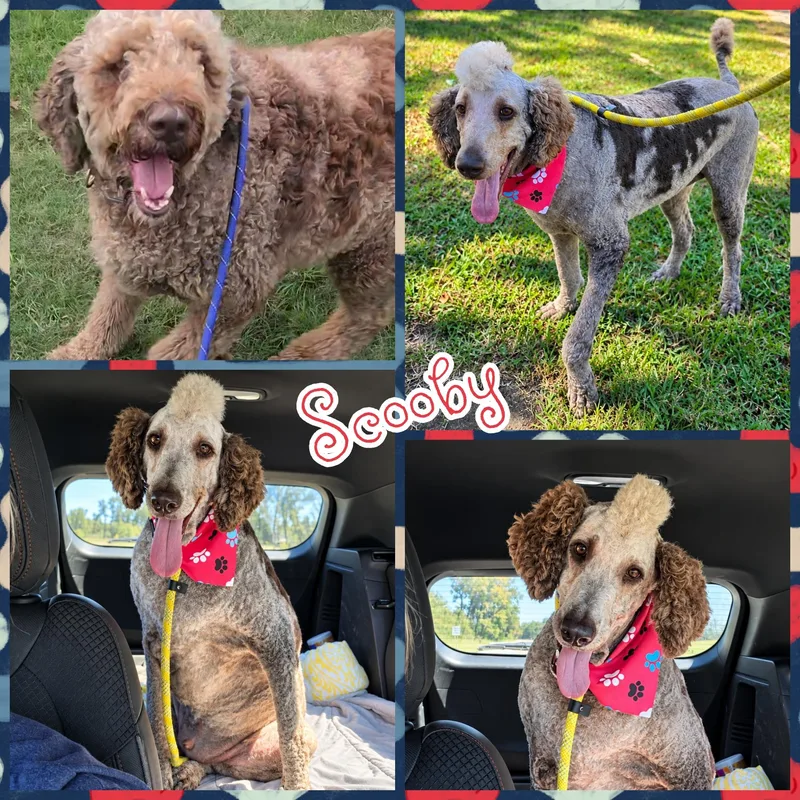 An adult large-sized male Merle (Red) Aussiedoodle dog named Scooby for adoption in Blacksburg, SC