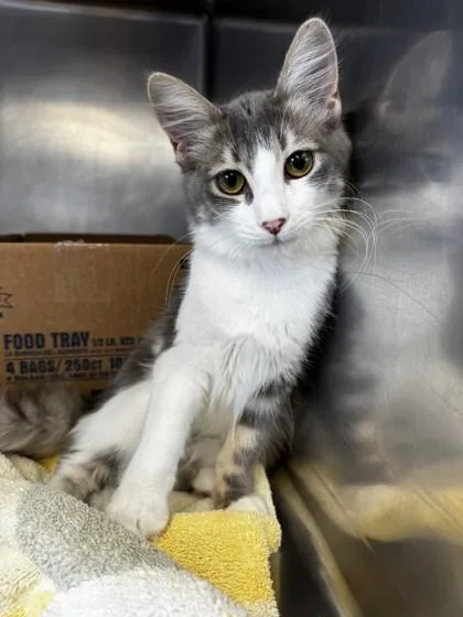 A young small-sized female Domestic Medium Hair cat named Lilikoi for adoption in Roseville, CA