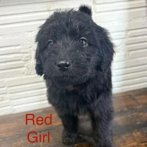 A baby small-sized female Black Standard Poodle dog named Red Girl for adoption in Kittanning, PA