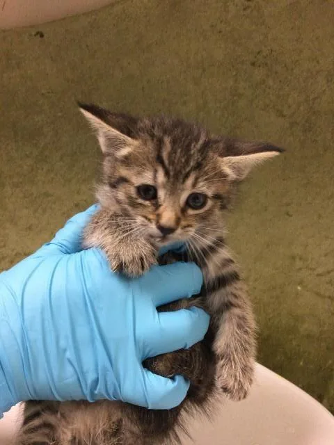 A baby small-sized male Domestic Short Hair cat named Cruz for adoption in Riverside, CA