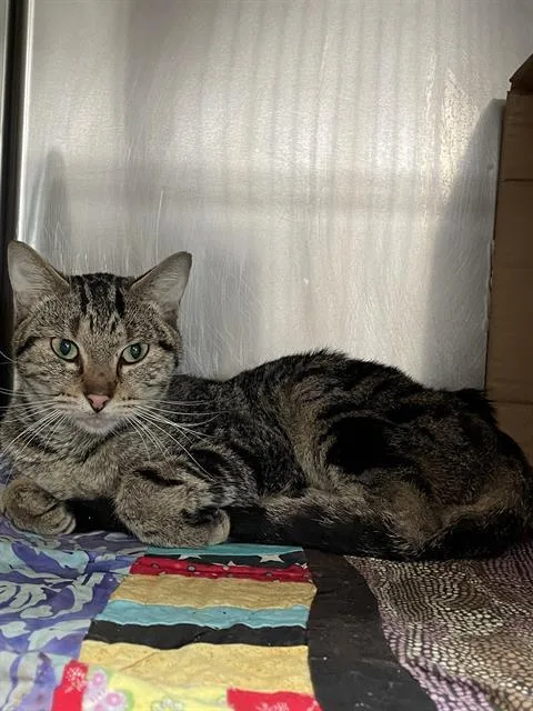 An adult large-sized male Domestic Medium Hair cat named Juventus for adoption in Sugar Land, TX