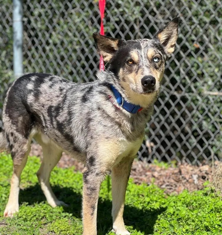 An adult medium-sized male Merle (Blue) Australian Shepherd dog named Francisco for adoption in Fort Collins, CO