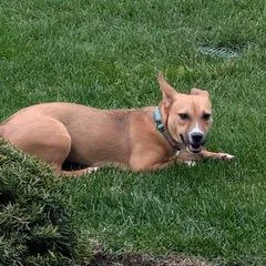 A young small-sized female Yellow / Tan / Blond / Fawn Chihuahua dog named Mindy for adoption in South Elgin, IL