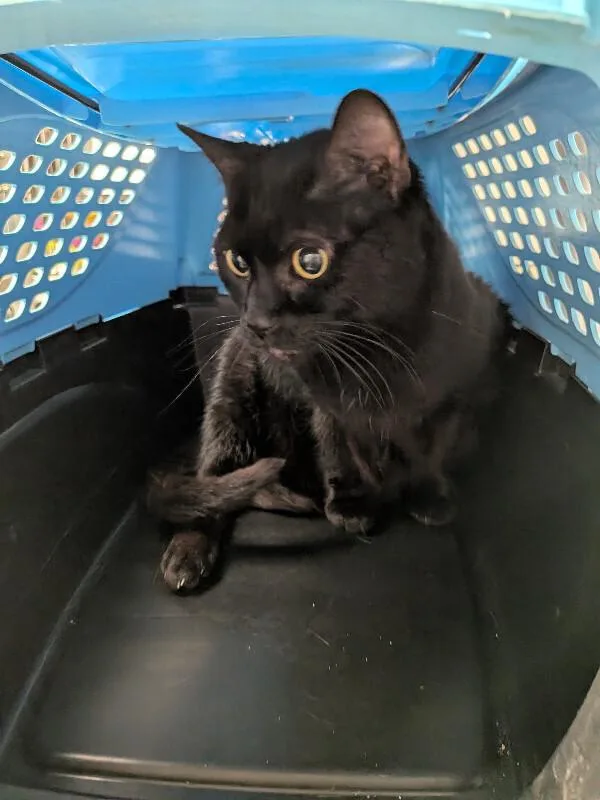 An adult medium-sized female Black Domestic Short Hair cat named Hazel for adoption in Cincinnati, OH