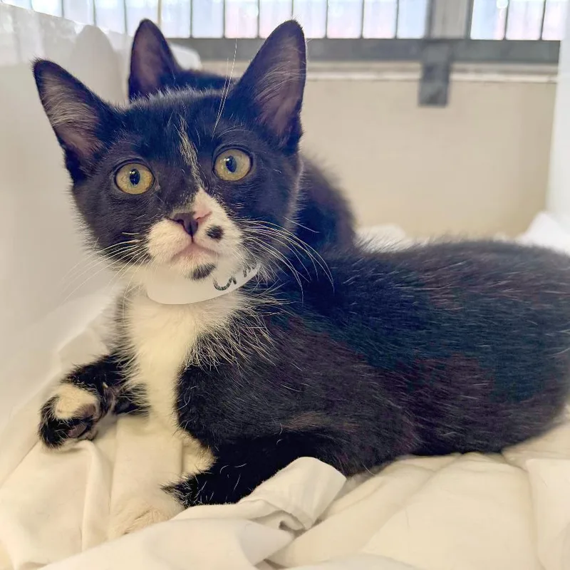 A baby small-sized female Black Domestic Short Hair cat named Lake for adoption in Santa Barbara, CA