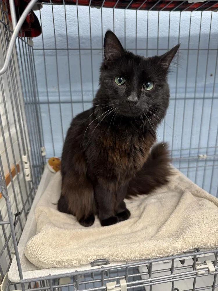 An adult medium-sized male Black Domestic Short Hair cat named King Triton for adoption in West Mifflin, PA