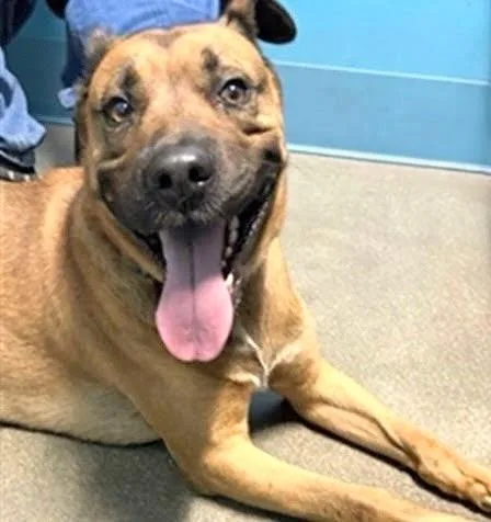 An adult medium-sized male German Shepherd Dog dog named Bruno for adoption in Houston, TX