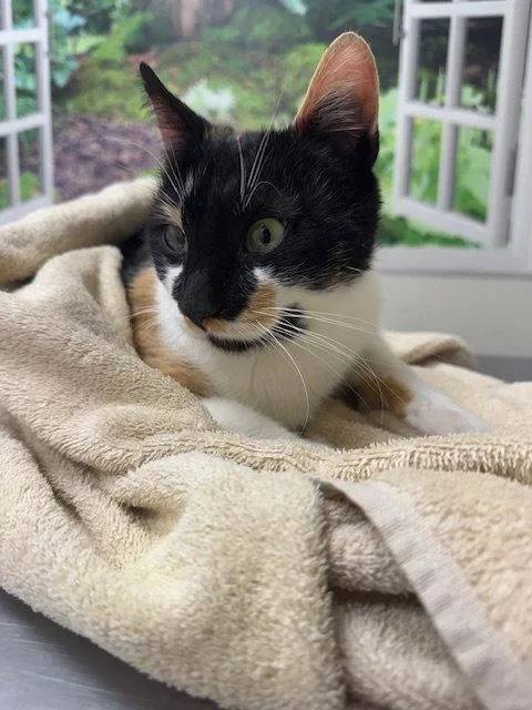 An adult medium-sized female Domestic Short Hair cat named Dolly for adoption in Lancaster, PA