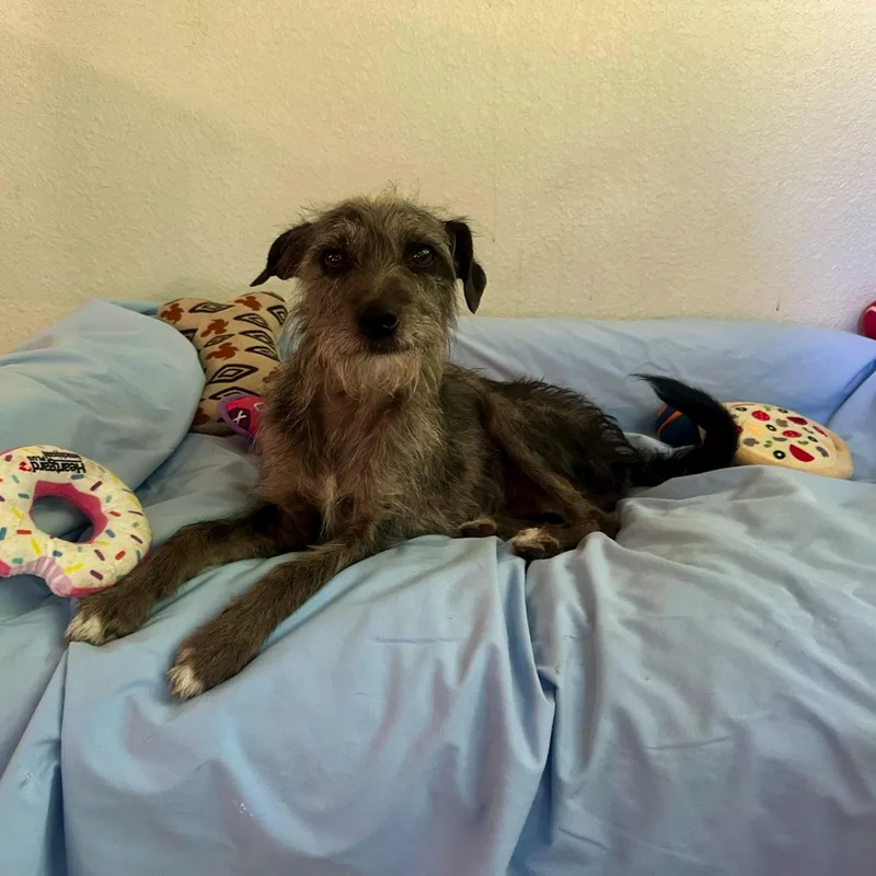 A young small-sized male Gray / Blue / Silver Border Terrier dog named Smokey for adoption in High Ridge, MO