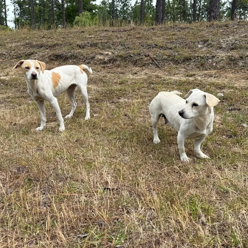 An adult small-sized female White / Cream Basset Hound dog named Miranda for adoption in Aberdeen, NC