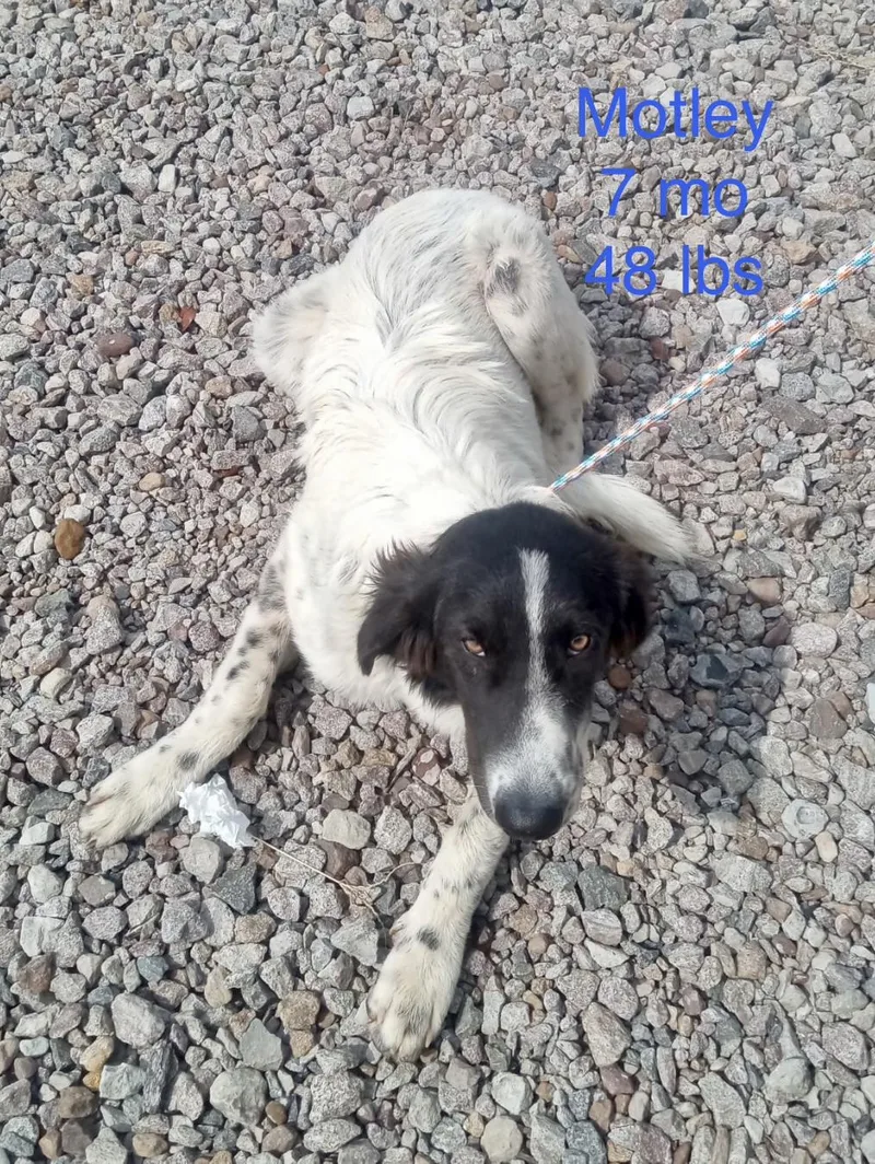 A young large-sized male Australian Shepherd dog named Motley for adoption in Welling, OK