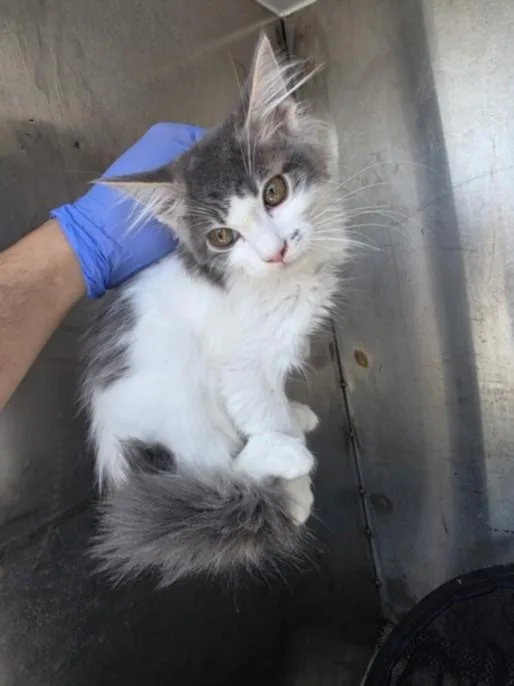 A baby small-sized female Domestic Short Hair cat named Brooks for adoption in Chatsworth, CA