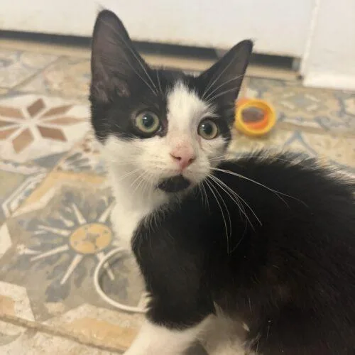 A baby small-sized male Black & White / Tuxedo Domestic Short Hair cat named Patchy for adoption in Tampa, FL