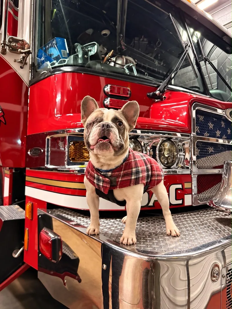 A young small-sized male French Bulldog dog named Dasher for adoption in Penryn, CA
