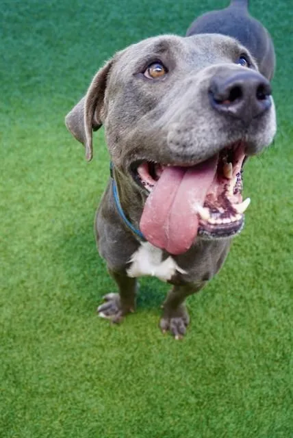 An adult large-sized male Mixed Breed dog named Gremlin for adoption in Dallas, TX