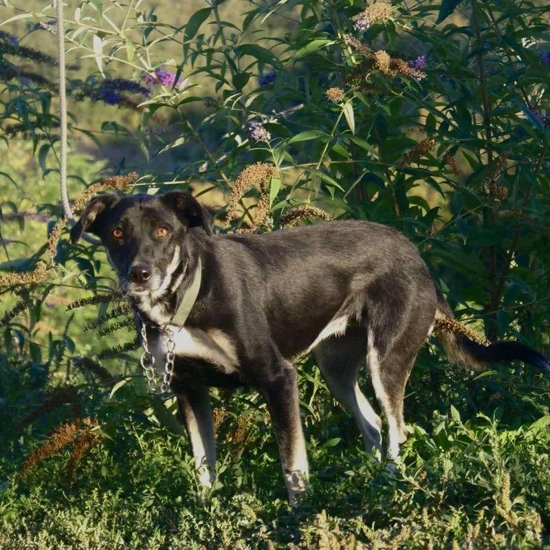 An adult medium-sized female Shepherd dog named Omega for adoption in Palos Heights, IL