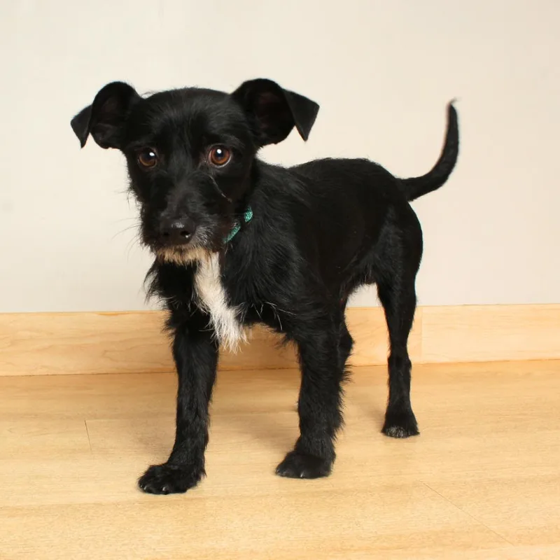 Trousers D thumbnail 2