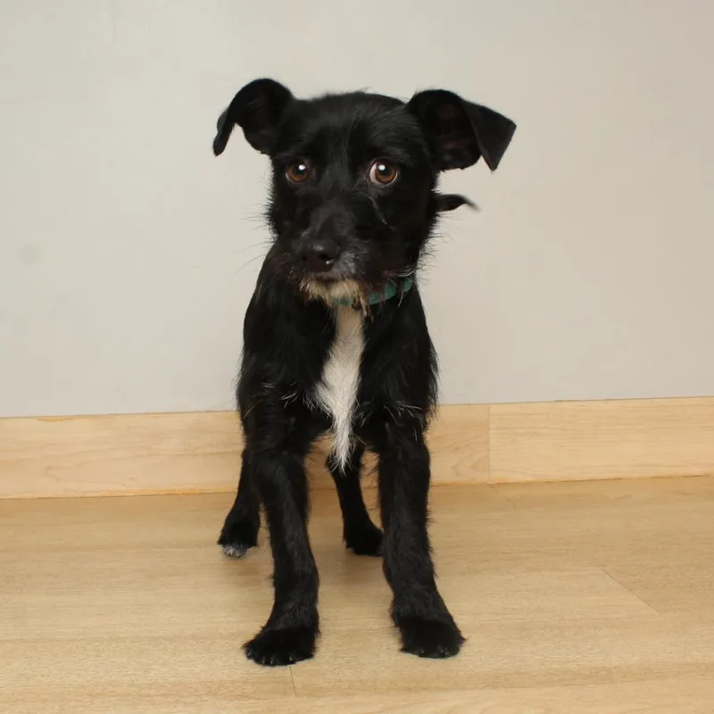 Trousers D thumbnail 3