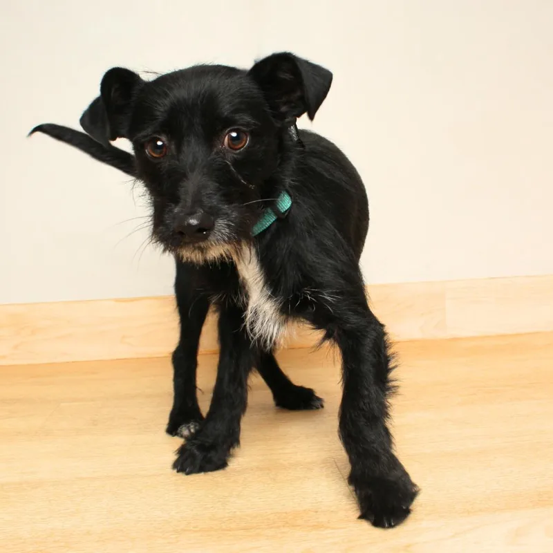 Trousers D thumbnail 5