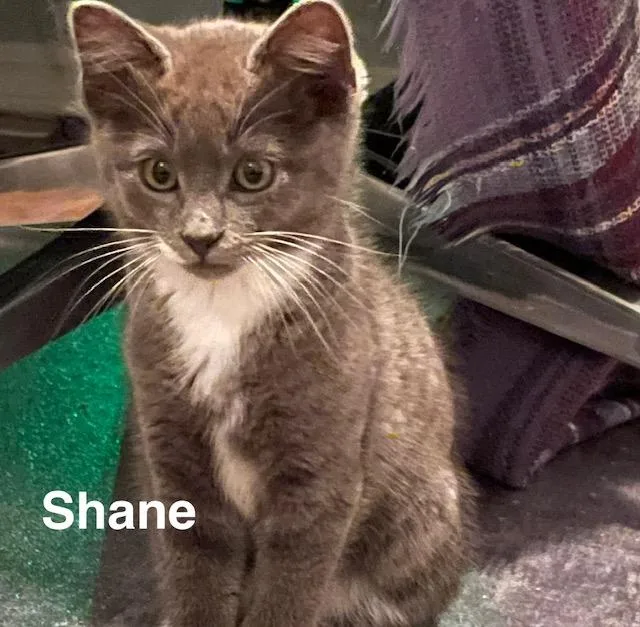 A baby large-sized male Gray & White Domestic Short Hair cat named Shane for adoption in Olympia, WA