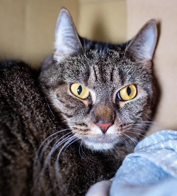 An adult small-sized female Domestic Short Hair cat named Ashy for adoption in Boston, MA