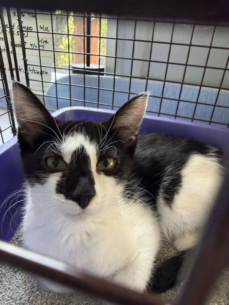 A baby small-sized male Black & White / Tuxedo Domestic Short Hair cat named Milo for adoption in danville, CA
