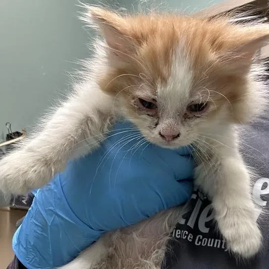 A baby small-sized male Orange / Red Domestic Long Hair cat named Arthur for adoption in Tacoma, WA