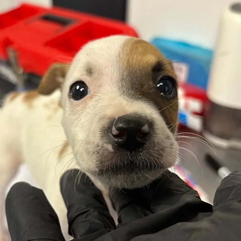 A baby small-sized female Brown / Chocolate Mixed Breed dog named Phylis for adoption in Yuma, AZ