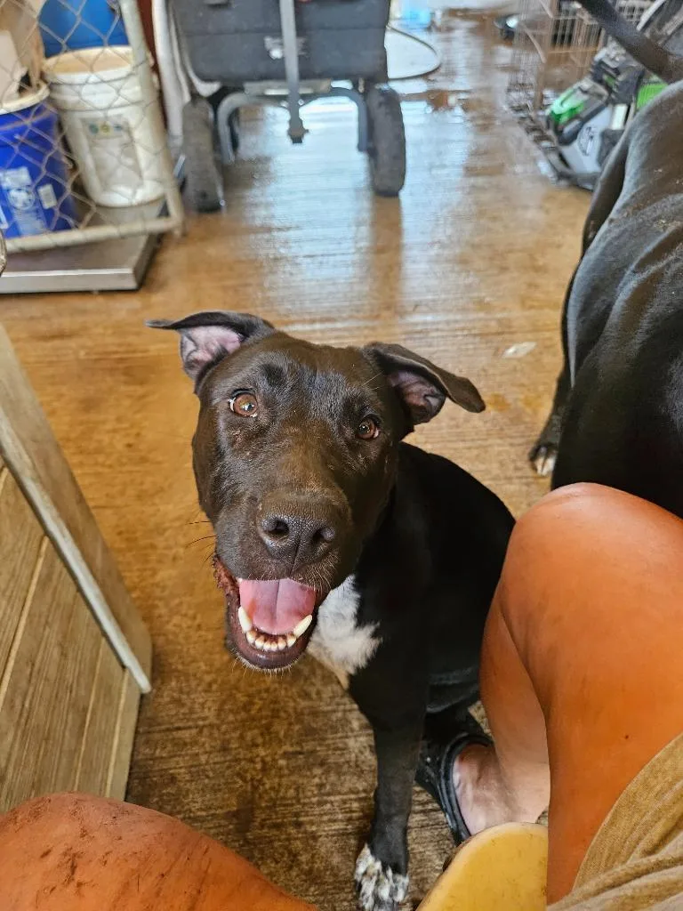 Tink Tink thumbnail 2