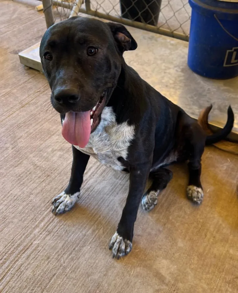 Tink Tink thumbnail 3