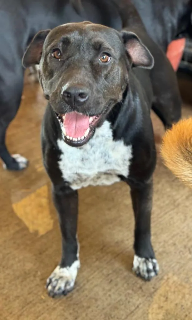 Tink Tink thumbnail 6