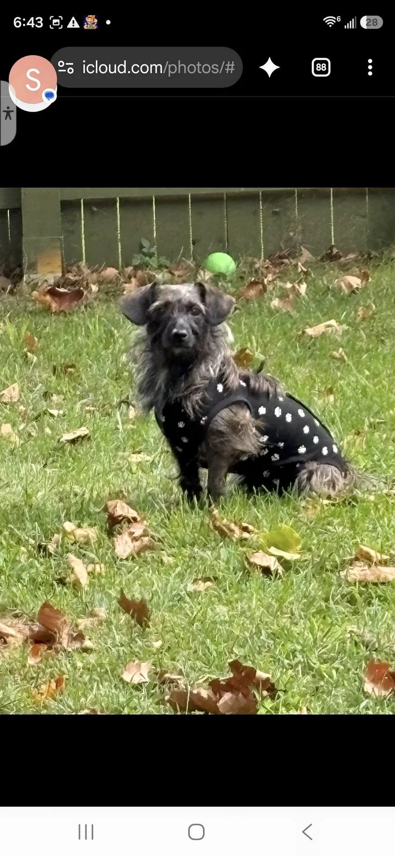 A young medium-sized female Dachshund dog named Princess & Dutchess for adoption in Tenafly, NJ