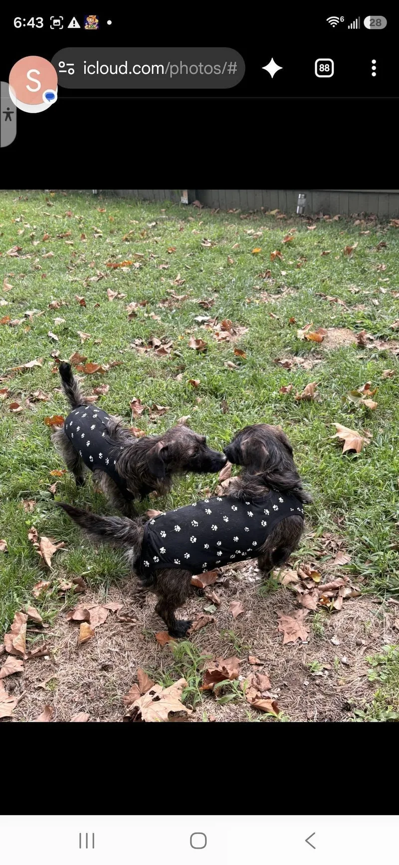 Princess & Dutchess thumbnail 3