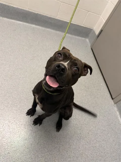 A young medium-sized male Pit Bull Terrier dog named Daniel for adoption in Indianapolis, IN