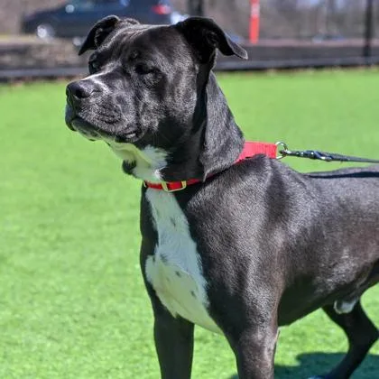 An adult medium-sized male Mixed Breed dog named Cola for adoption in Westbrook, ME