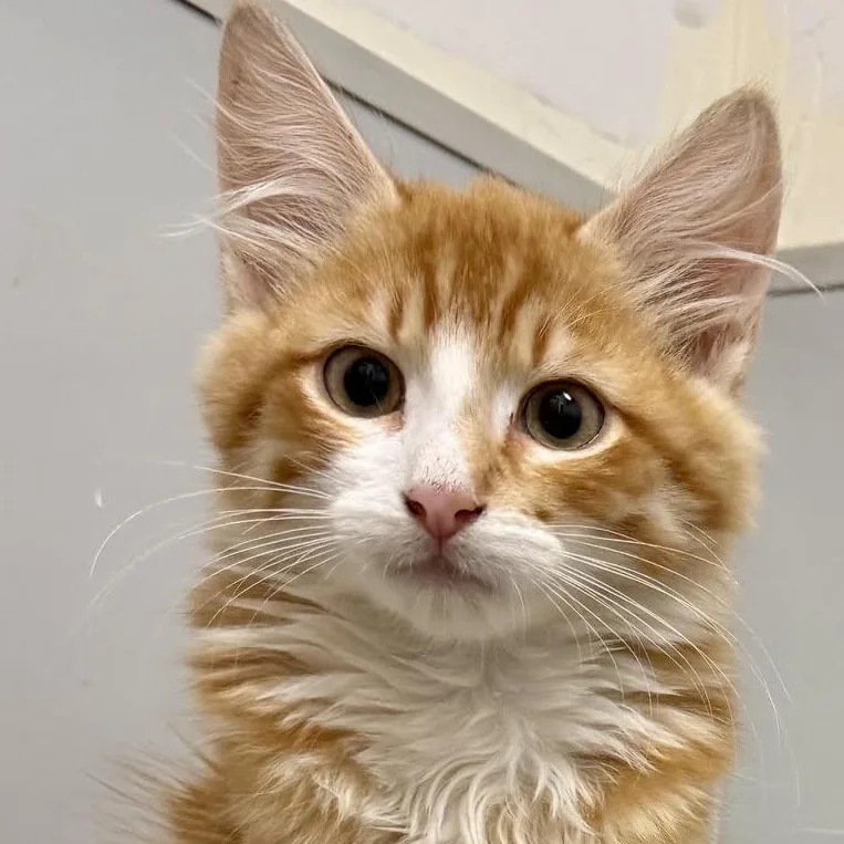 A baby medium-sized male Orange & White Domestic Long Hair cat named Nova for adoption in Portland, OR