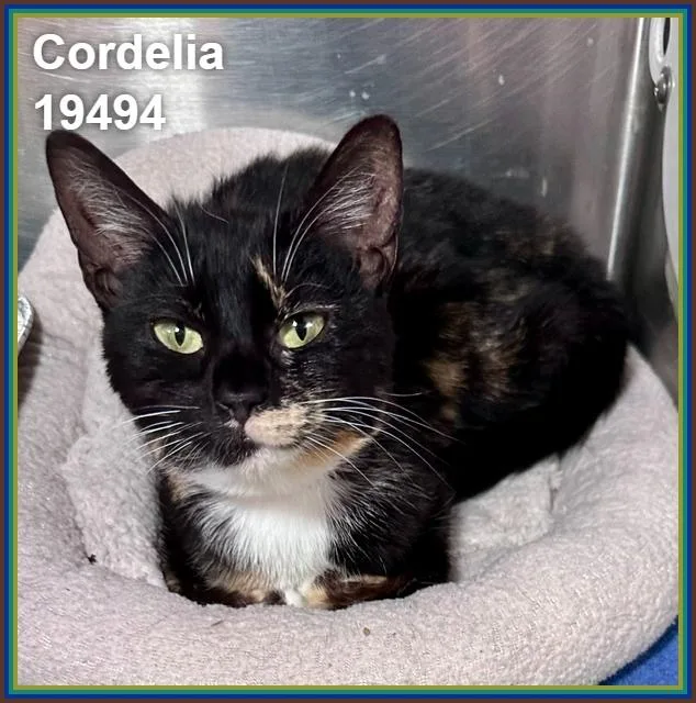 A young medium-sized female Calico Domestic Short Hair cat named Cordelia for adoption in Marietta, GA