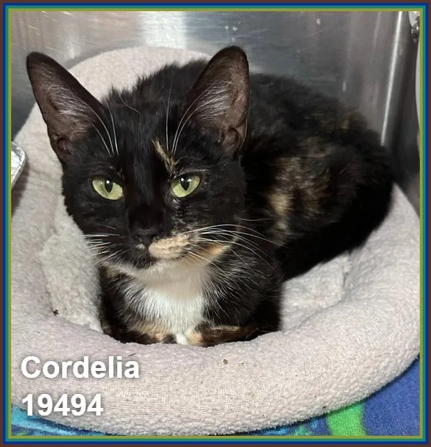 Cordelia thumbnail 3