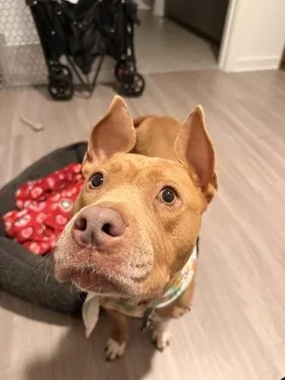 An adult medium-sized female Mixed Breed dog named Green for adoption in Atlanta, GA