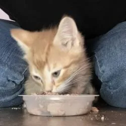A baby small-sized male Domestic Short Hair cat named Rudolph for adoption in Independence, MO