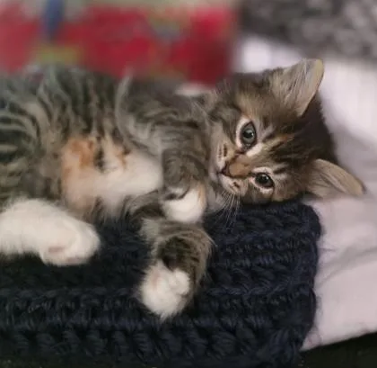 A baby small-sized female Domestic Long Hair cat named Samantha for adoption in Verona, WI