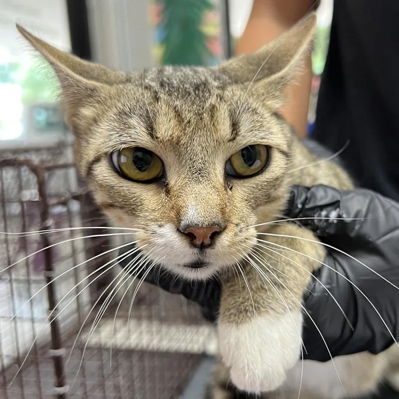 An adult medium-sized female Brown / Chocolate Domestic Short Hair cat named Silkie for adoption in Austin, TX