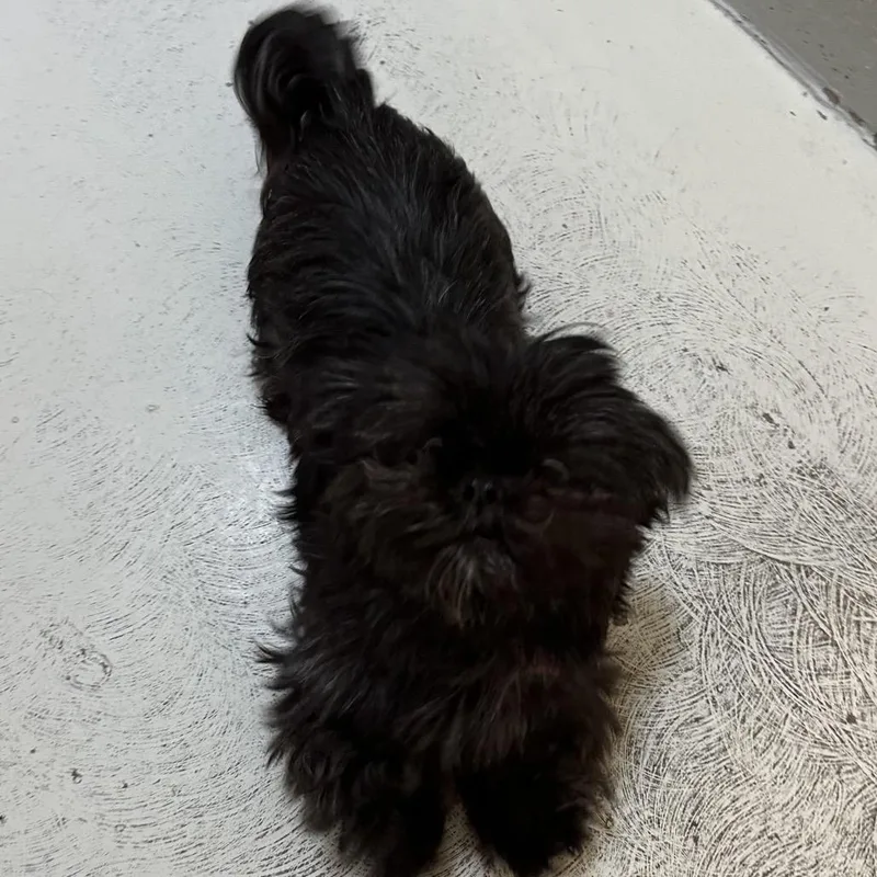 A young small-sized female Black Shih Tzu dog named Blossom for adoption in Delaware, OH