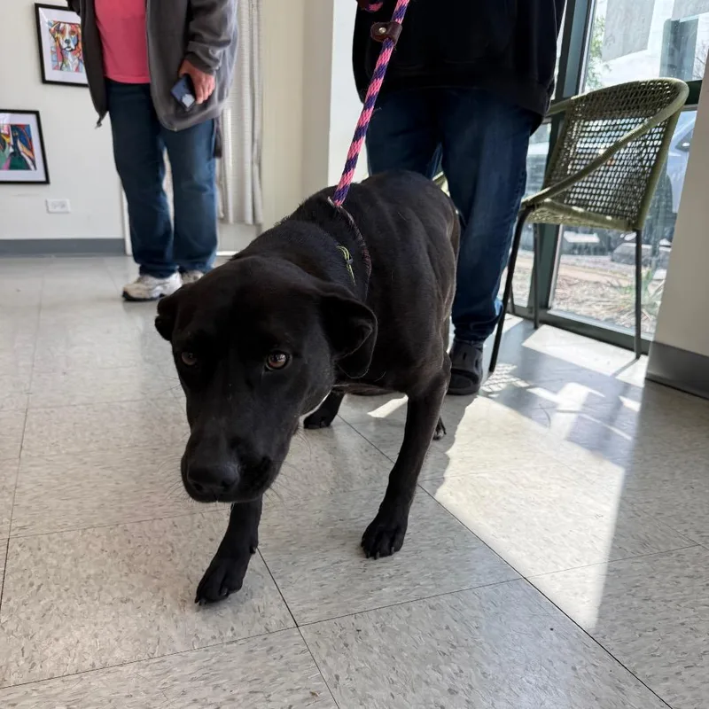 A young large-sized female Black Labrador Retriever dog named Jelly for adoption in Homewood, IL