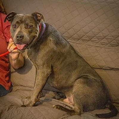 An adult large-sized male Brown / Chocolate American Staffordshire Terrier dog named Dain for adoption in Lake Wylie, SC