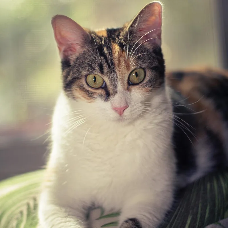 An adult small-sized female Calico Domestic Short Hair cat named Cookie for adoption in Los Angeles, CA
