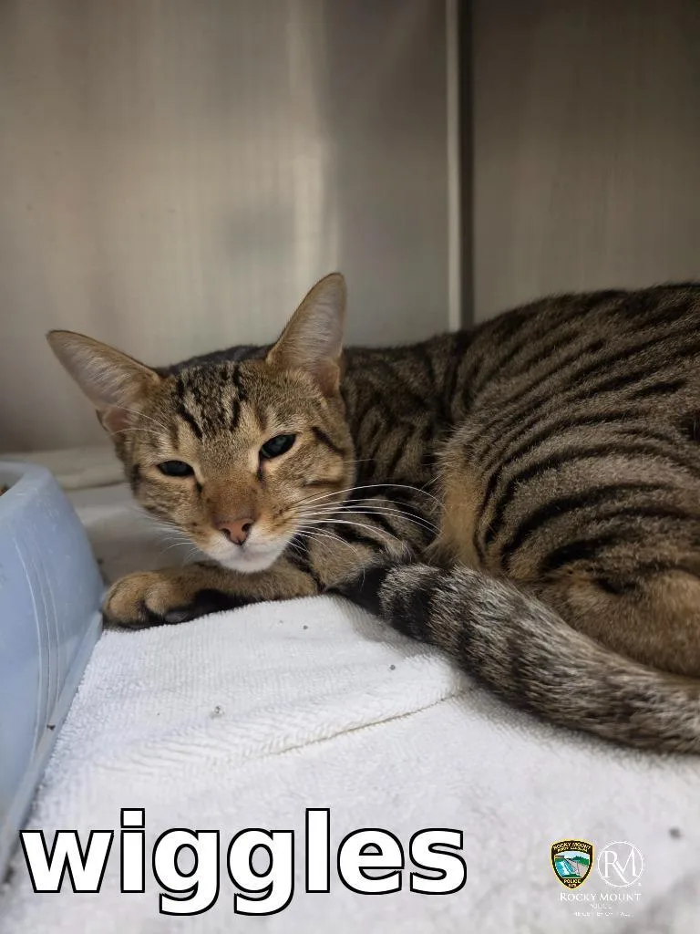 An adult small-sized male Domestic Short Hair cat named Wiggles for adoption in Rocky Mount, NC