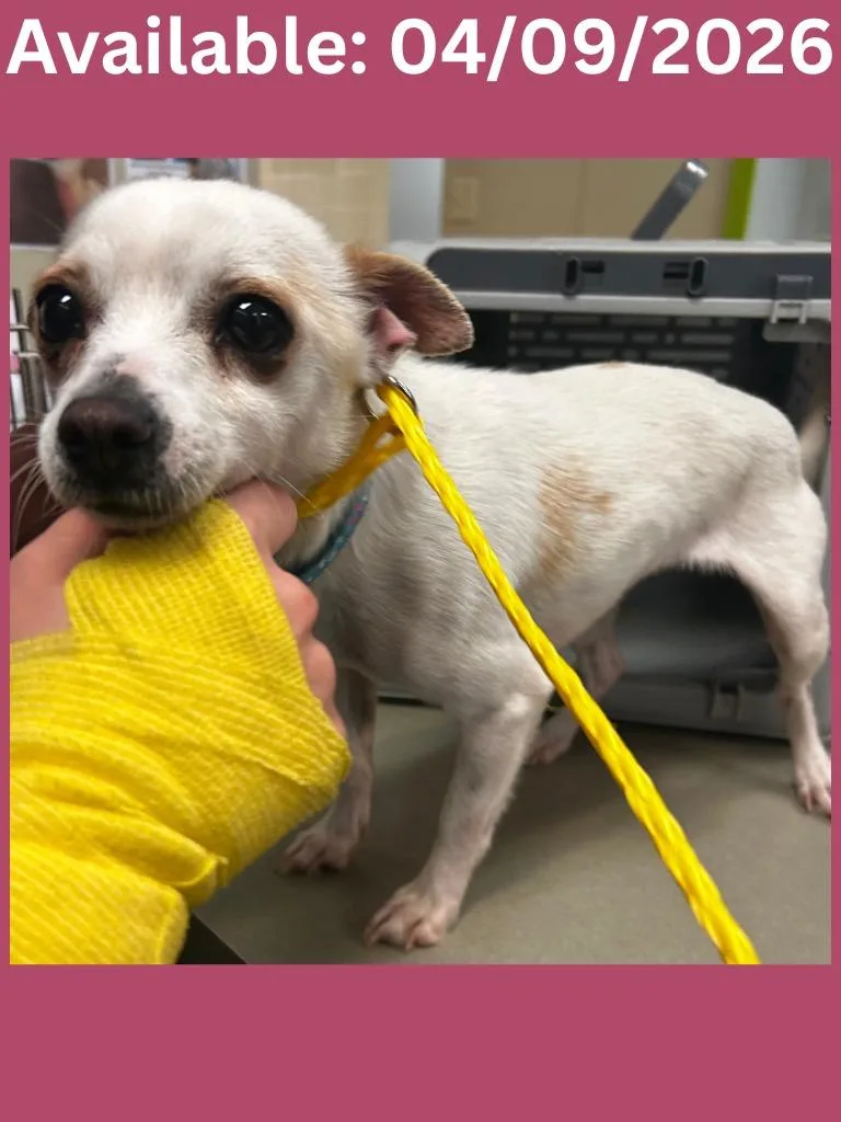 A young small-sized female Chihuahua dog named Dog Kennel   for adoption in Greenville, TX