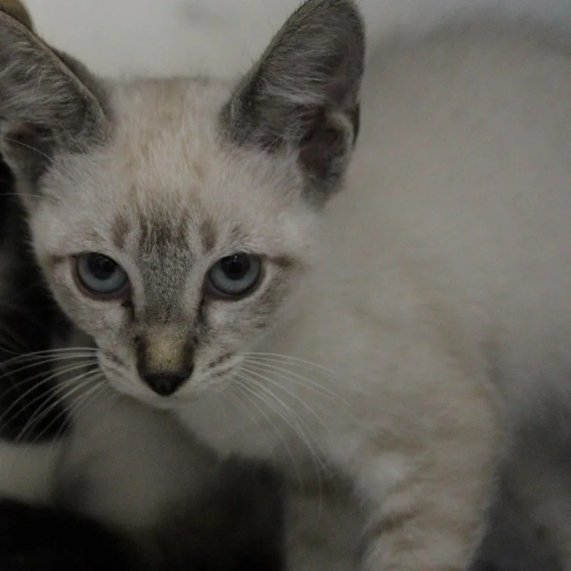Buttercup