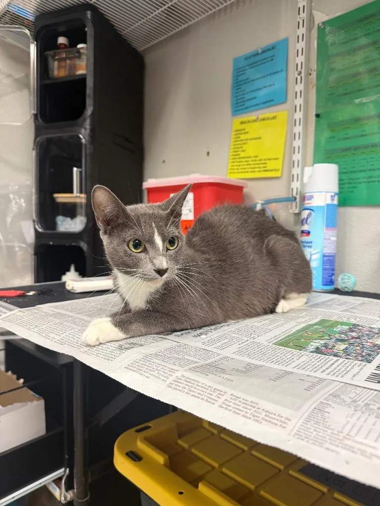 An adult medium-sized female Domestic Short Hair cat named Kismet for adoption in Sorrento, LA